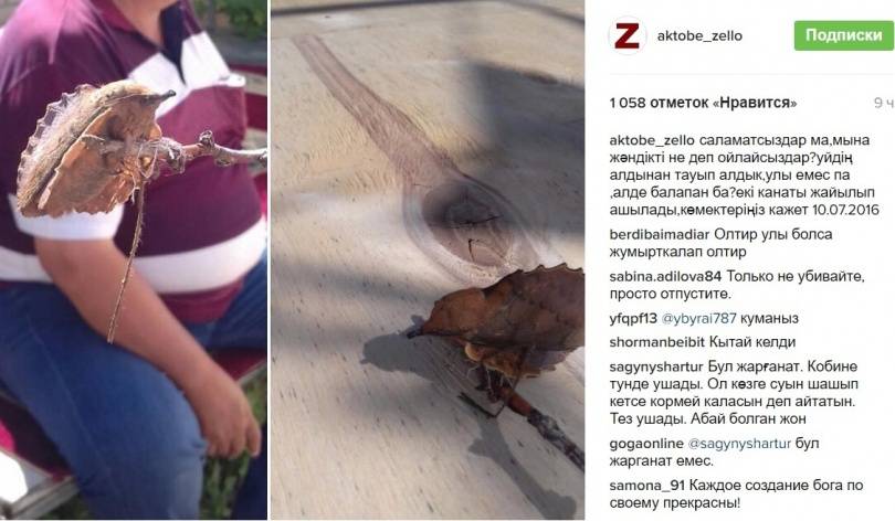 Необычную бабочку сфотографировали актюбинцы