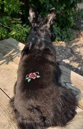 Гугл офф Тинус Баскервилиум