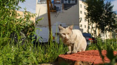4,3 млн тенге выделят из бюджета Алматы для приютов на кормление бездомных кошек