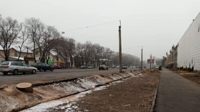 Дизайнера подрядной компании приговорили к штрафу за вырубку деревьев у магазина Sulpak