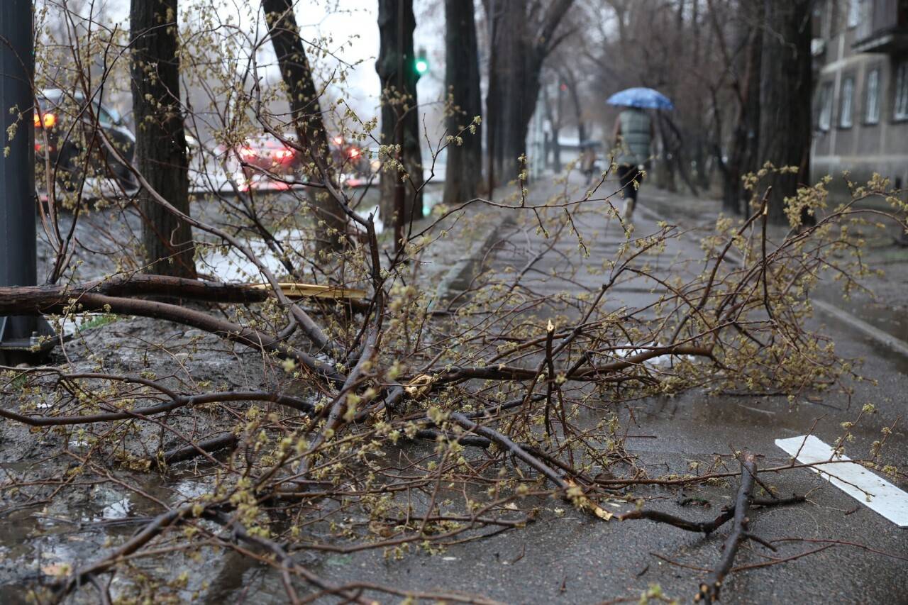 Упавшее дерево. Деревья в городе. Ураган в городе. На сторожевой улице упало дерево. Деревья залитые водой