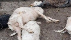 Сообщение о массовом падеже скота в ЗКО проверяет Минсельхоз