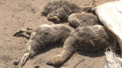 В Павлодарской области из-за гнуса гибнет домашняя птица