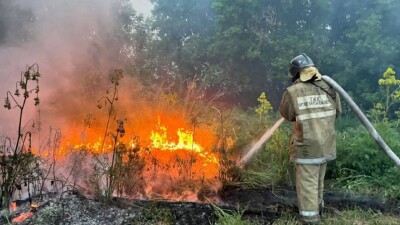 Прокурор об одной из версий причины пожара в Абайской области: Леса поджигают для продажи дерева