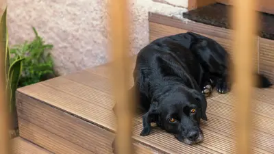 Владельцев "опасных" собак обяжут вешать специальные таблички на ворота дома в Алматы