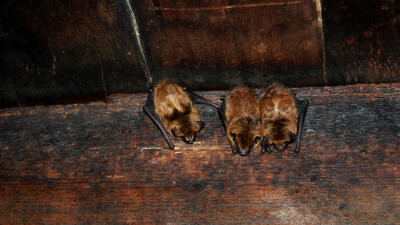 Эксперт ВОЗ назвал наиболее вероятной версию передачи Covid-19 человеку от летучих мышей