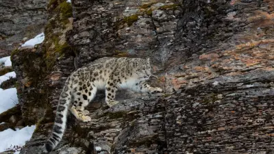Снежный барс попал в фотоловушку в Катон-Карагайском нацпарке