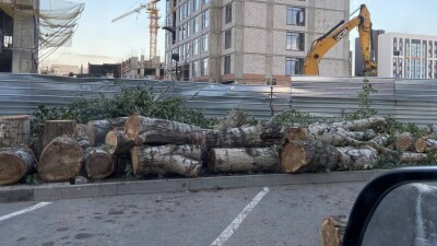 В Нур-Султане возле строящегося здания спилили 30 деревьев. В акимате заявили, что они могли упасть