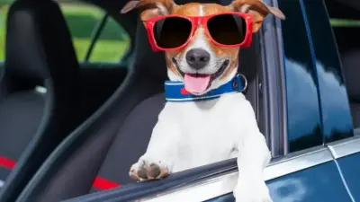 Как перевозить в машине собак, кошек, хомяков и змей, рассказали в КазАвтоЖоле