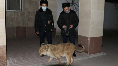 В Шымкенте львёнка, которого незаконно содержали в гостинице, передали в зоопарк