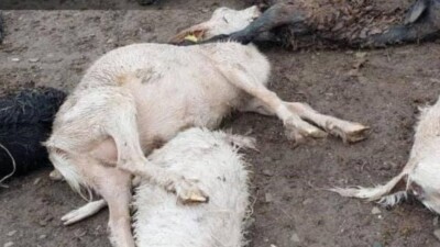 Сообщение о массовом падеже скота в ЗКО проверяет Минсельхоз