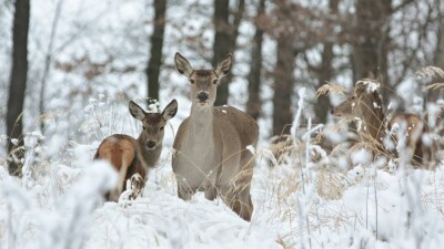 Подозреваемых в незаконном отстреле косуль задержали в СКО