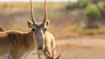 Токаев решил подарить полторы тысячи сайгаков Китаю