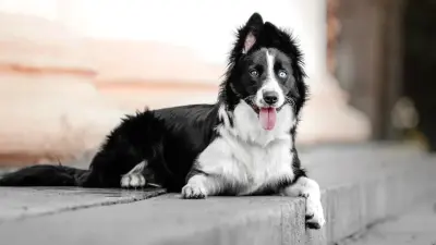 Программа бесплатного чипирования домашних животных стартовала в Алматы