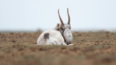 Почти тысячу сайгачьих рогов изъяли у браконьеров в Конаеве