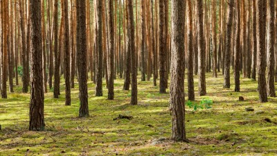 "Обложили хворостом деревья". Полиция расследует возможную попытку поджога в лесу близ Семея