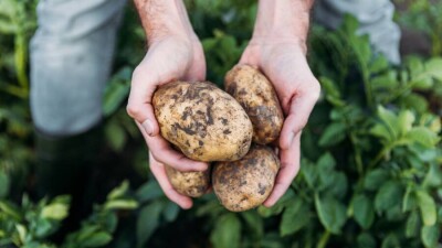 МСХ: Картофеля в стране более чем достаточно, цены начали снижаться