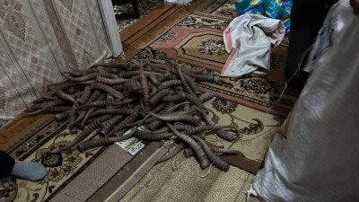 217 рогов сайги изъяли полицейские у жителя Уральска