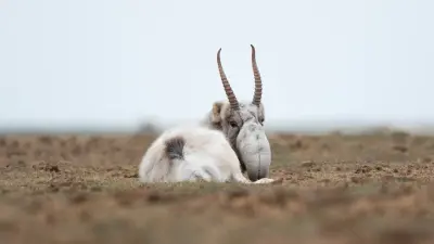 Рога сайгаков начнут маркировать с 1 декабря в Казахстане