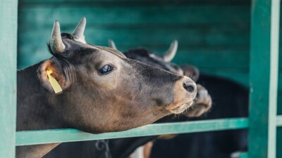 МСХ: Мы не хотим ограничивать поголовье скота в личных подсобных хозяйствах