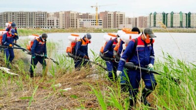 Парки, каналы, кладбища: как травят крыс в Нур-Султане