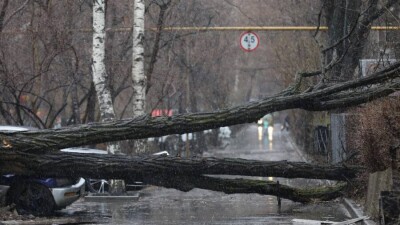 В Алматы деревья снова попадали на машины. Почему их не спилили заранее?
