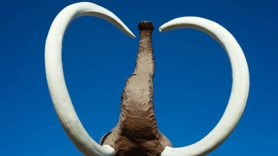 Пять тонн бивней мамонтов на 1 млрд тенге пытались вывезти из Казахстана