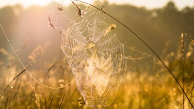 Повышение температуры до 20 градусов прогнозируют в некоторых регионах Казахстана