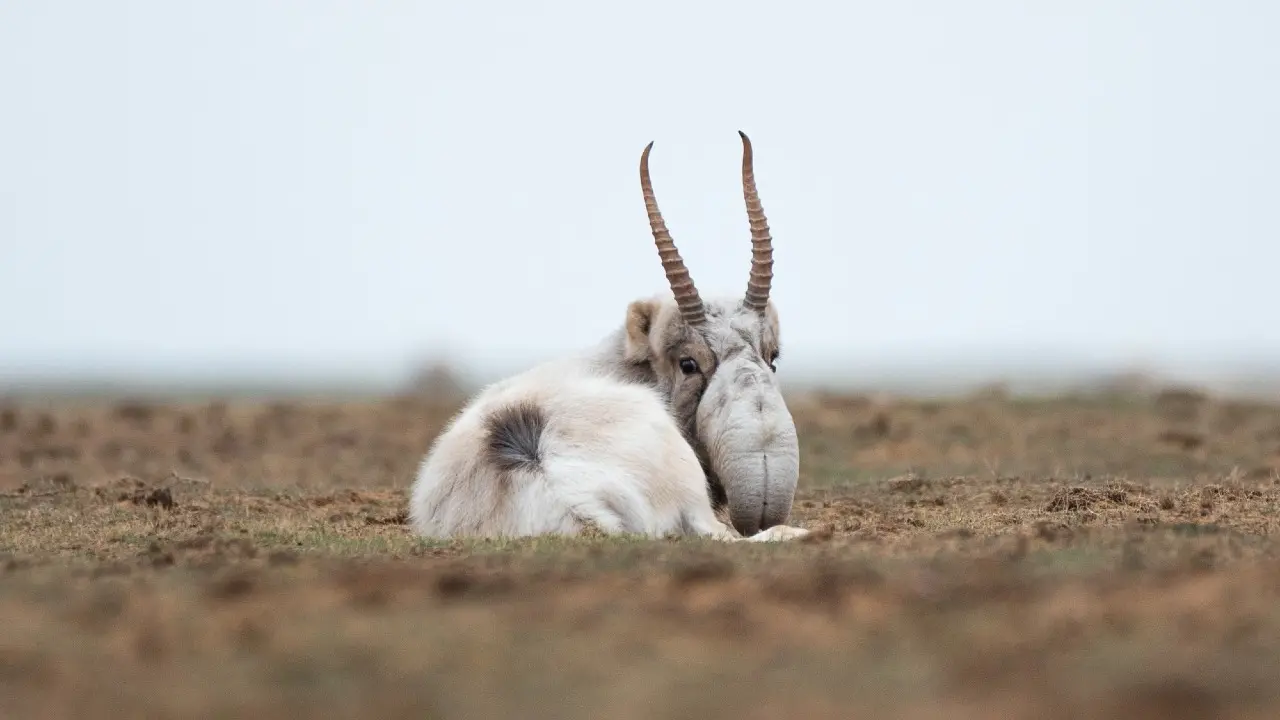 Рога сайгаков начнут маркировать с 1 декабря в Казахстане