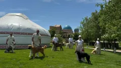 В Туркестане в преддверии саммита прошла выставка породистых собак