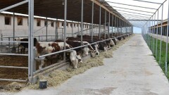 Туркестан: за девять месяцев произведено 153,2 тыс. тонн мяса
