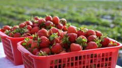Дархан Сатыбалды встретился с сельчанами, которые начали зарабатывать с "Ауыл аманаты"