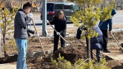 Миллион деревьев и кустарников высадят в текущем году в Астане