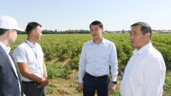 В Туркестанской области начали выращивать новый сорт хлопка