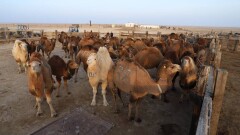 2023 жылы Маңғыстауда ауыл шаруашылығы саласын субсидиялауға 1,9 млрд теңге бөлінді