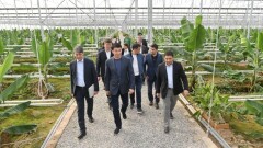 В Сайраме будут выращивать манго, авокадо