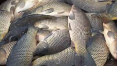 Жамбыл облысында балық шаруашылығы дамып келеді