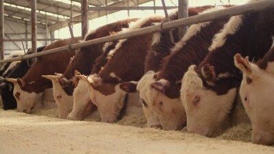 Экспортно-кредитное агентство Казахстана открывает новые возможности для регионального бизнеса. Разбираемся на примере ТОО "Қайып-Ата"