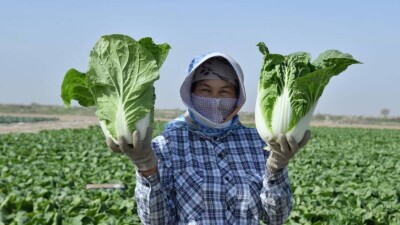 Дехкане в Туркестанской области с 1 гектара земли зарабатывают 10 млн тенге