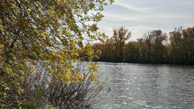 Сохранить и увеличить леса Приуралья: какие озеленительные работы ведутся в области