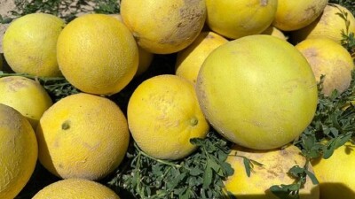 Туркестан: жетысайские дыни отправляются в Россию