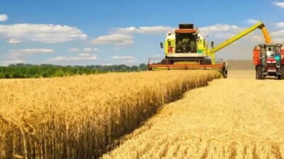 Жамбыл облысында егін орағы өз деңгейінде жүріп жатыр