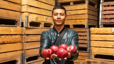 Панфилов ауданында жеміс сақтайтын ірі қойма іске қосылады