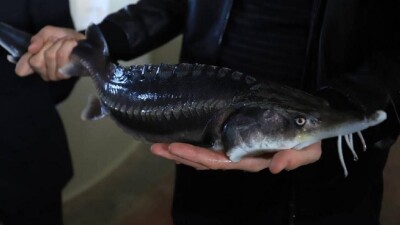 В Мангистау поддерживают предприятия, занимающиеся рыбным хозяйством