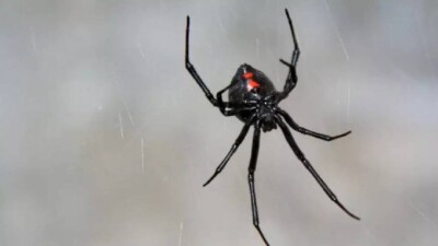 В Шымкенте начали борьбу с каракуртами