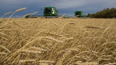 Батыс Қазақстанда суды аса қажет етпейтін дәнді, майлы және мал азықтық дақылдар егіледі