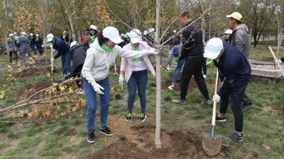 298 тысяч деревьев высадят осенью в Алматы