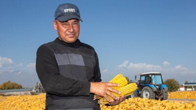 Жаркентте жүгерінің шығымы жоғары: Панфилов ауданы биыл 180 мың тонна жүгері жинамақ