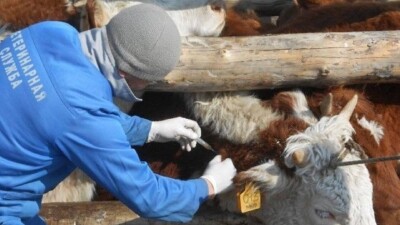 Облыста ауыл шаруашылығы жануарларын вакцинациялау аяқталуға жақын