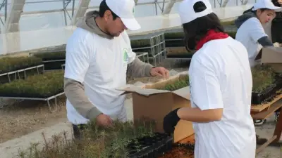 КМГ восстанавливает пострадавшие от пожаров леса: высажено 150 000 сеянцев сосны